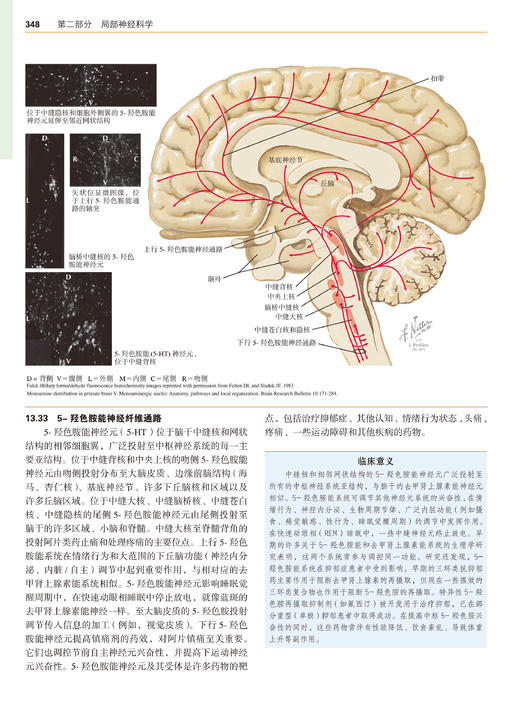 奈特神经科学彩色图谱(第3版)  李安然 主译 张卫光 主审 商品图8