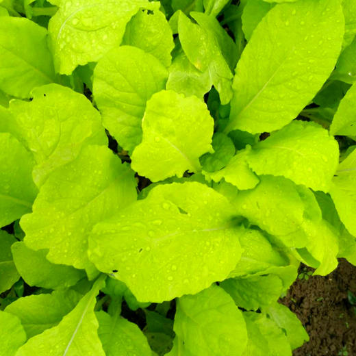 小白菜300g 商品图2