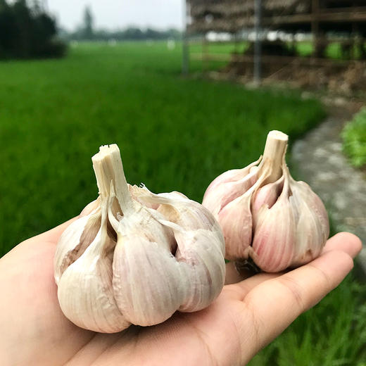 国家地标产品成都温江大蒜蒜瓣蒜香浓郁味浓辛辣蒜瓣饱满烹饪必备