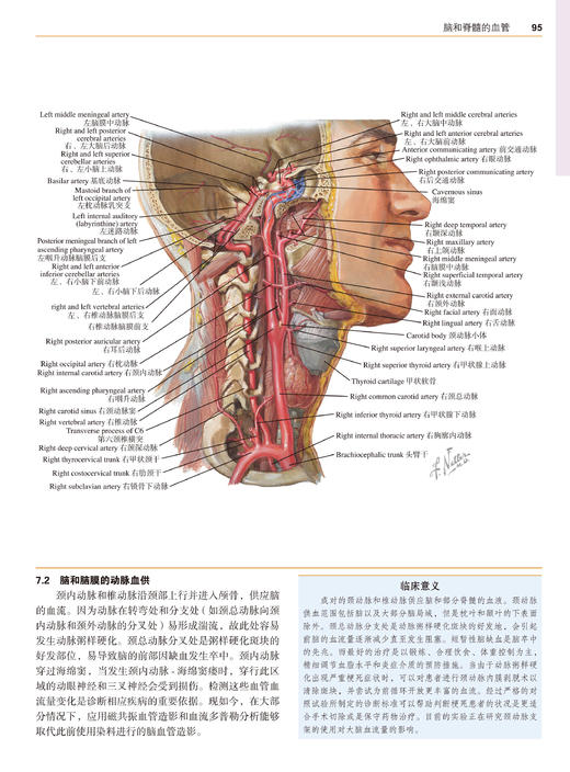 奈特神经科学彩色图谱(第3版)  李安然 主译 张卫光 主审 商品图7