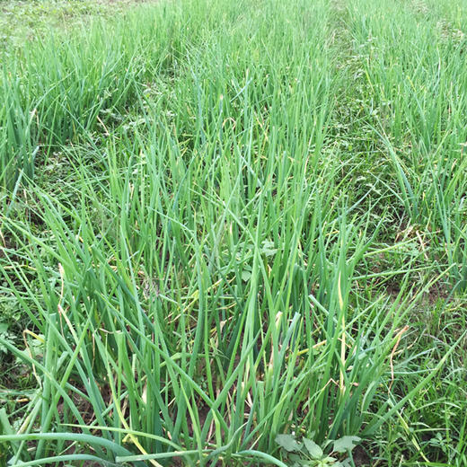 小葱 200g 商品图4