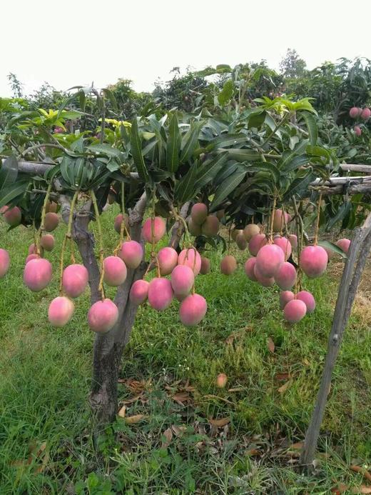 云南苹果芒 商品图1