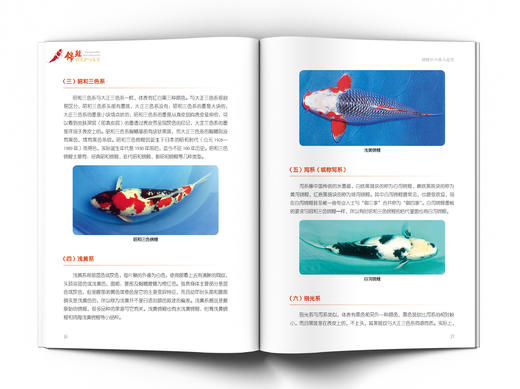 锦鲤的养护与鉴赏 商品图3