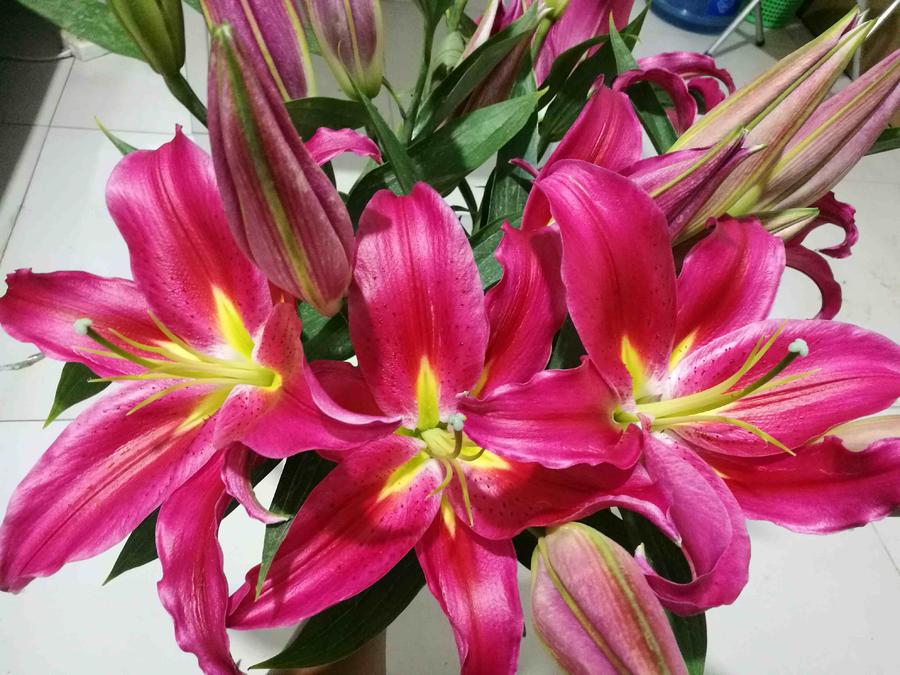 单头百合【红中红】花朵直径15cm,昆明直发,空运包邮,坏损包赔