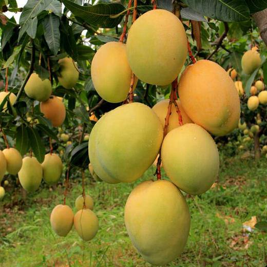 四川凉山攀枝花凯特大芒果 新鲜水果基地直发 8斤/5斤