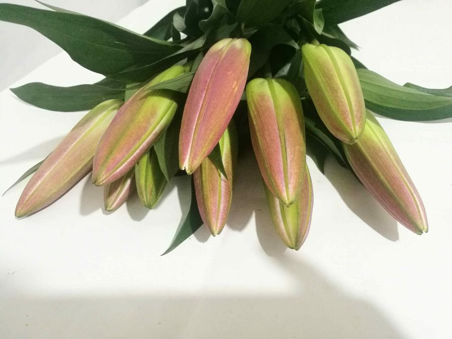 单头百合【红中红】花朵直径15cm,昆明直发,空运包邮,坏损包赔