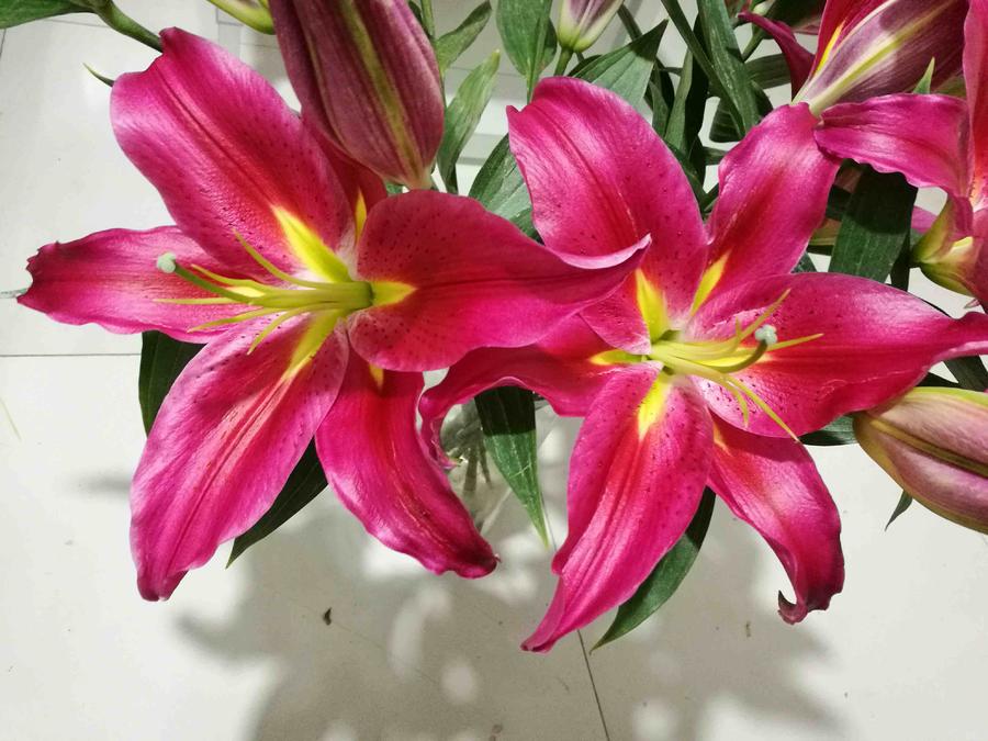 单头百合【红中红】花朵直径15cm,昆明直发,空运包邮,坏损包赔