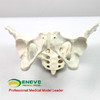 现货速发【医教模型】ENOVO颐诺标准女性骨盆妇科检查模型人体骨骼标本骨盆测量模型 商品缩略图4