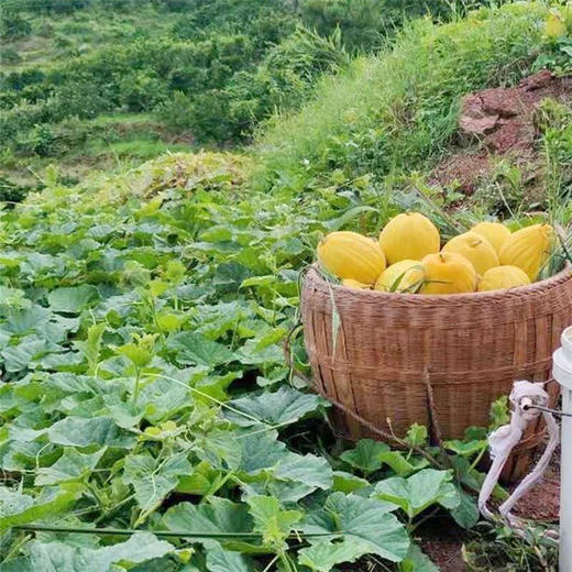 贵州丑八怪水果图片