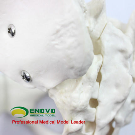 现货速发【医教模型】ENOVO颐诺标准女性骨盆妇科检查模型人体骨骼标本骨盆测量模型 商品图2
