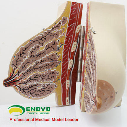 现货速发【医教模型】ENOVO颐诺乳房模型-女性哺乳期乳腺解剖模型 商品图0