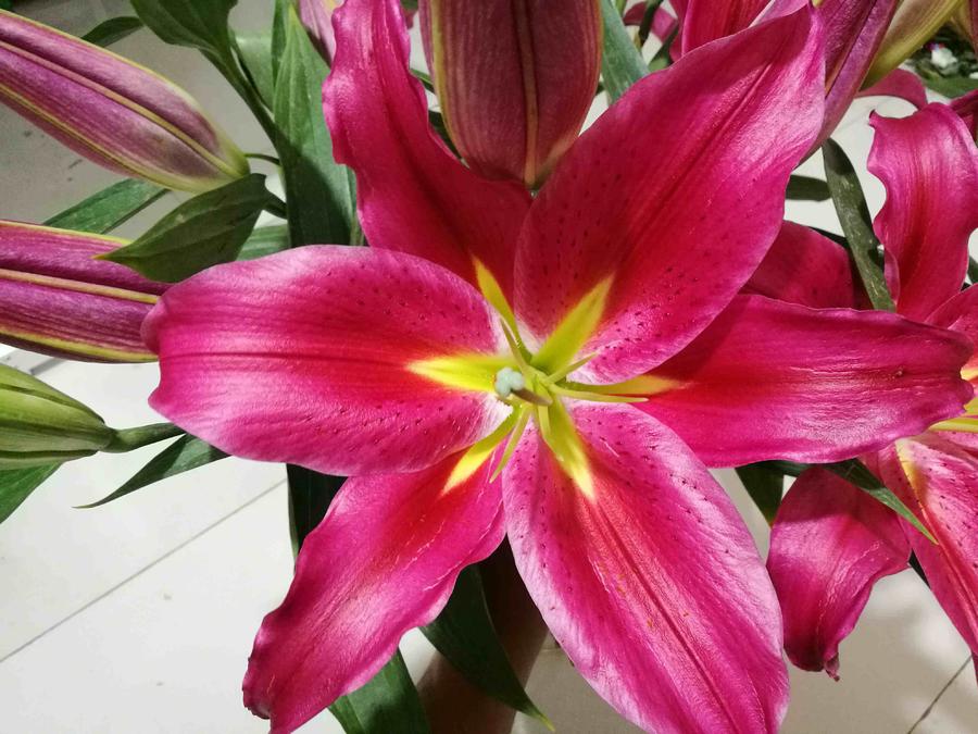 单头百合【红中红】花朵直径15cm,昆明直发,空运包邮,坏损包赔