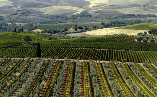 梅佐考罗那灰品乐干白mezzacoronapinotgrigio