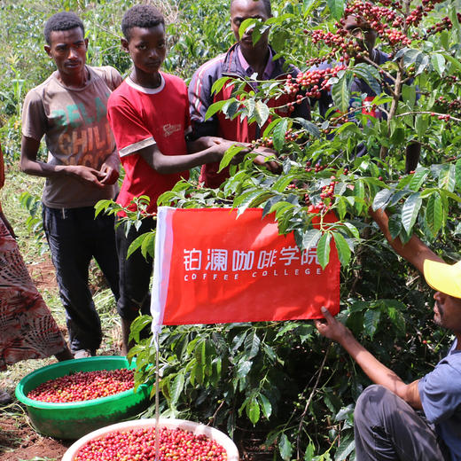 新产季7.0埃塞俄比亚日晒花魁咖啡豆手冲浅焙新鲜烘焙 商品图3