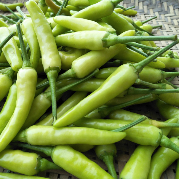 做泡椒,口味极佳辣味重,可用作调料或搭配肉类炒食别名象牙白小米辣泡