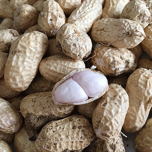 上新新鲜连伯滩沙土带壳湿花生约16斤可做水煮花生蔬菜