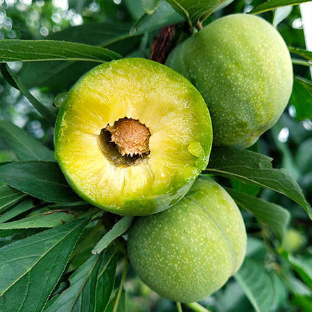 预售四川青脆李宣汉清脆李子脱骨李子新鲜时令孕妇水果生鲜绿色食品5