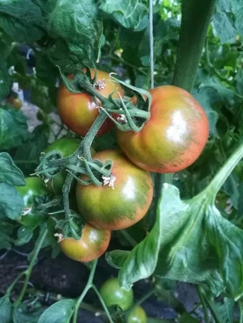 【预售，有机认证草莓番茄】后院有机草莓西红柿，小时候的味道，爆汁有味儿
