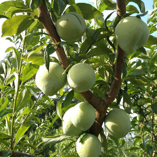 铜仁石阡优质赖李4斤装贵州省内包邮下单三天内发货