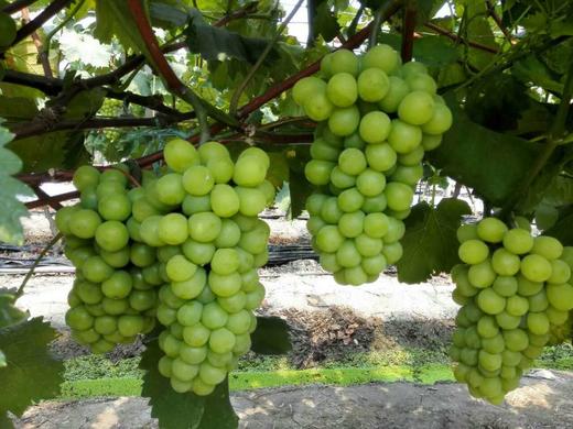 鲜甜醉金香奶油葡萄约5斤盒甜蜜多汁无核无农残