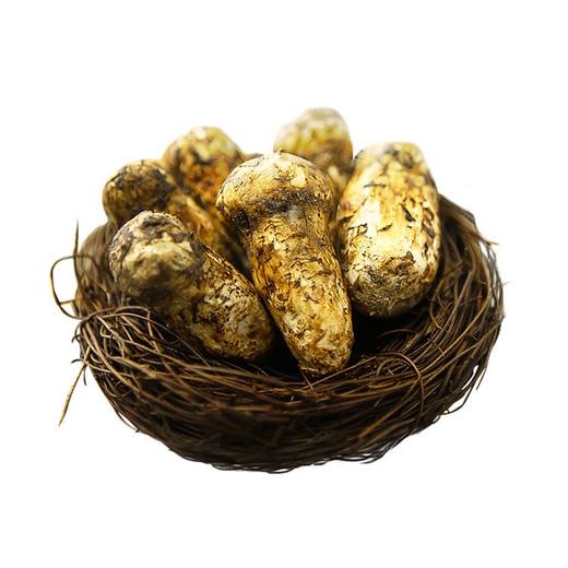 甘孜雅江新鲜松茸