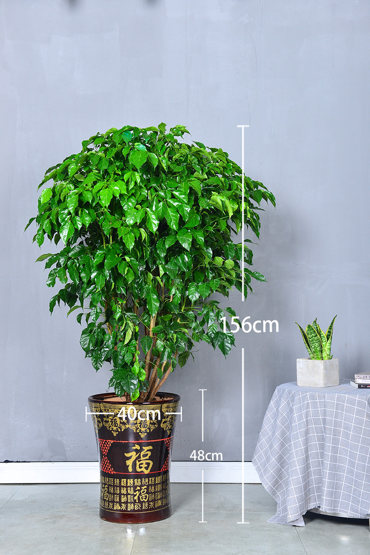 绿宝开业送礼植物