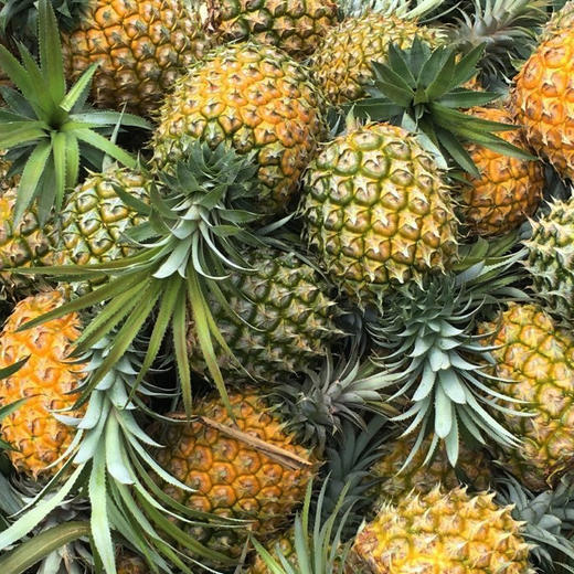 河口菠萝 商品图0