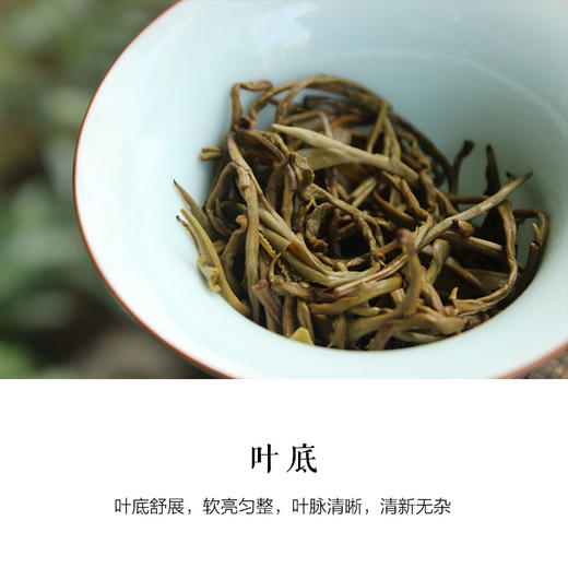 白龙珠 福州茉莉花茶狮子头七窨一提私房茶|75克 商品图2