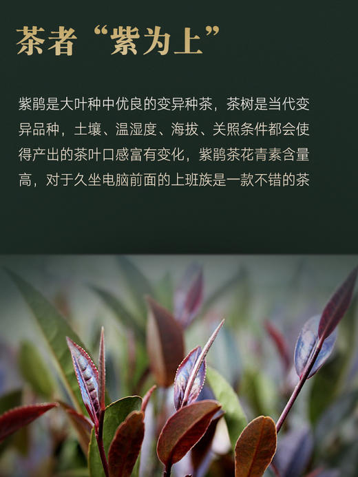 2024年春茶 吉顺号紫鹃春茶散茶叶紫芽紫叶250g/盒 商品图3
