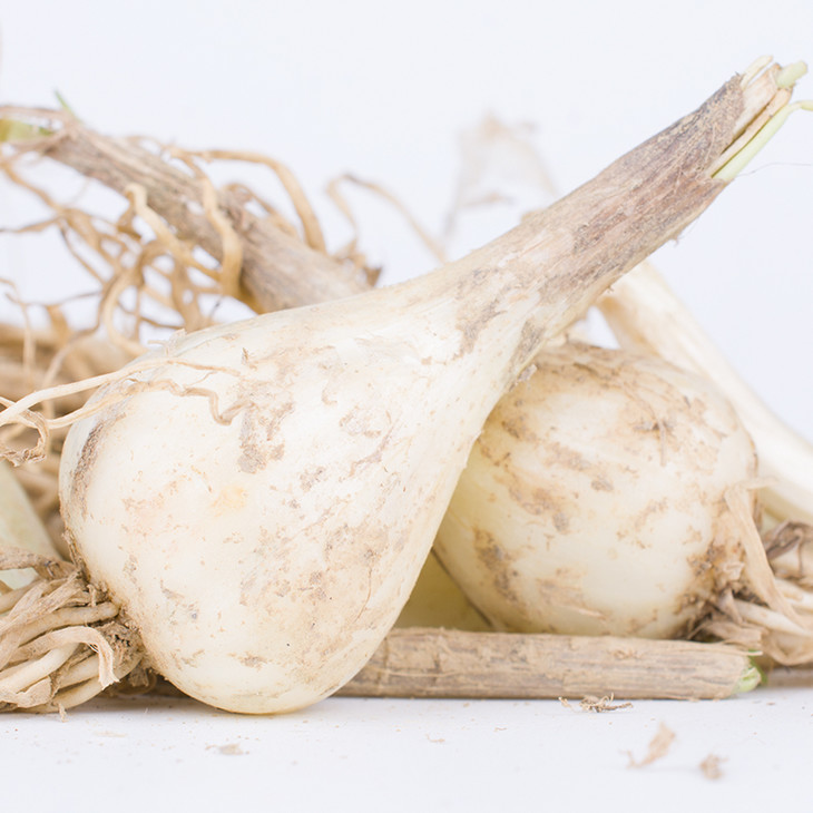 德江 新鲜藠头现挖现发 5斤装【贵州省内包邮】