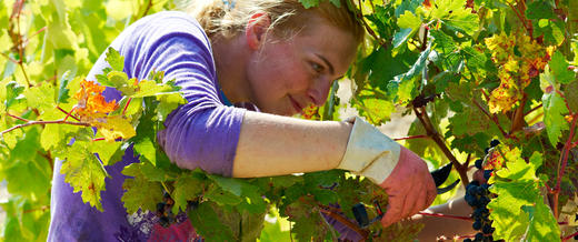 路易卡纳斯特选珍藏红葡萄酒Bodegas Luis Canas Gran Reserva, Rioja DOCa, Spain 商品图1