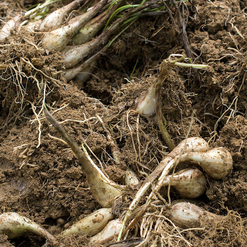 德江 新鲜藠头现挖现发 5斤装【贵州省内包邮】