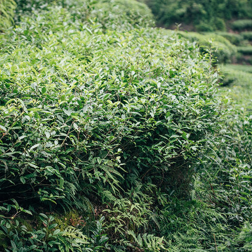 福鼎抛荒白毫银针·特级 | 2018明前头采,十年天生天养,鲜灵养生