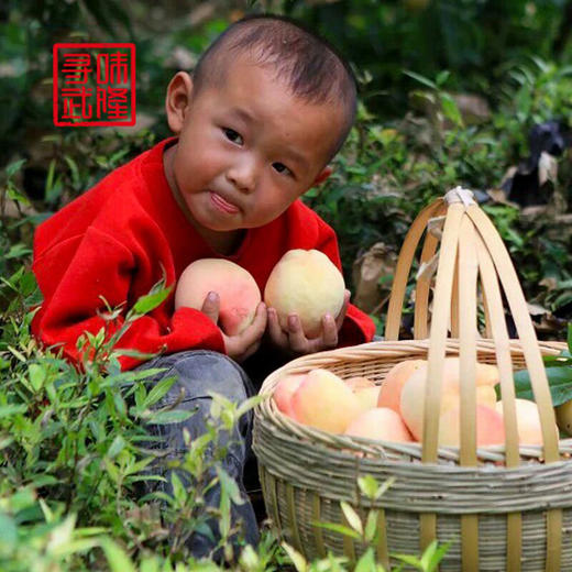 【武隆脆桃】仙女山脚下的高山脆桃 商品图3