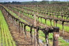 派克酒庄家族西拉红葡萄酒2010Pikes Reserve The E.W.P. Shiraz, Clare Valley, Australia 商品缩略图2