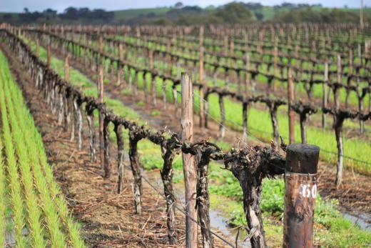 派克酒庄家族西拉红葡萄酒2010Pikes Reserve The E.W.P. Shiraz, Clare Valley, Australia 商品图2