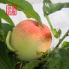 【武隆脆桃】仙女山脚下的高山脆桃 商品缩略图2