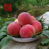 【武隆脆桃】仙女山脚下的高山脆桃 商品缩略图4