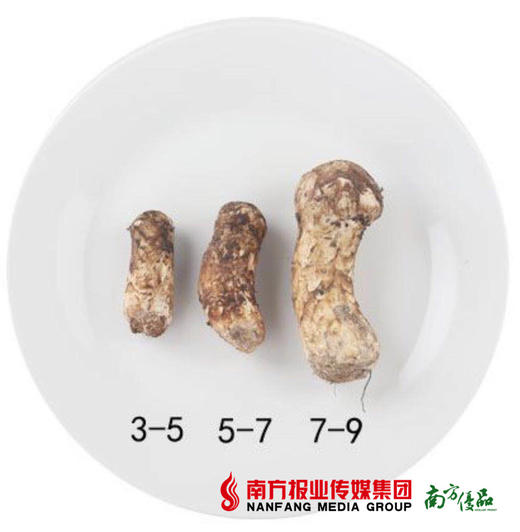 【高营养、纯天然】云南香格里拉鲜松茸 2斤/盒 商品图2