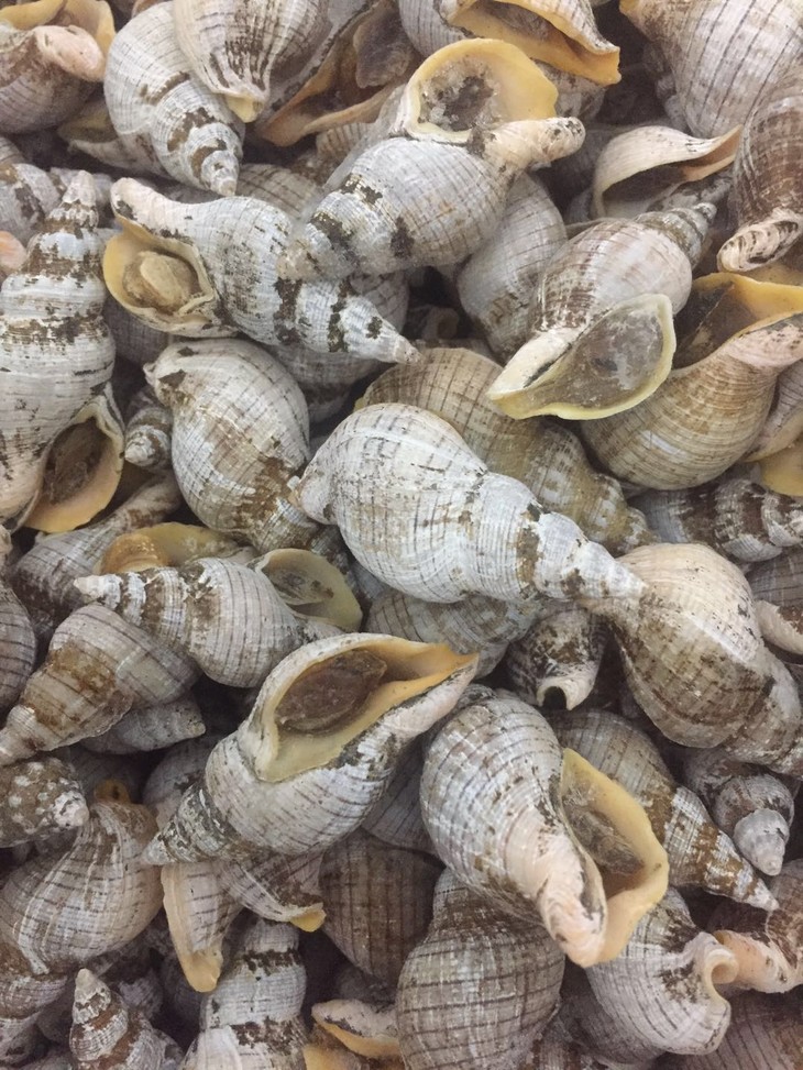 宁波象山小陈的拿手下酒菜 美味贝贝螺 一点点辣木佬佬鲜