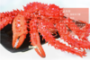 智利帝王蟹——来自南极深海野生帝王蟹  1.2-1.4kg/只 商品缩略图3