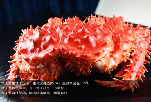 智利帝王蟹——来自南极深海野生帝王蟹  1.2-1.4kg/只 商品图1