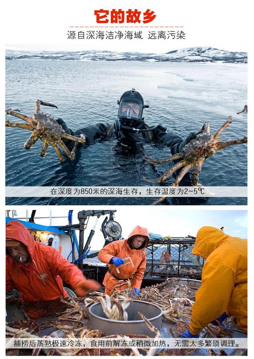 智利帝王蟹——来自南极深海野生帝王蟹  1.2-1.4kg/只 商品图5