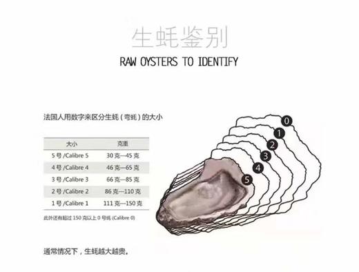 【提前预订】吉娜朵生蚝 法国鲜活空运（配生蚝刀、柠檬）  半打（6只） 商品图4