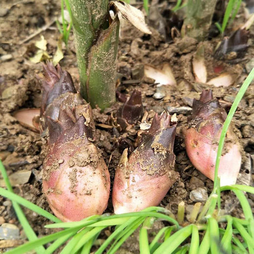五峰元藿 阳荷 野生新鲜洋荷姜2kg