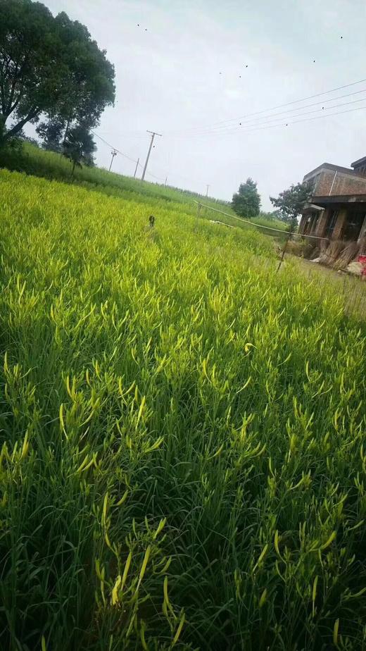 农家黄花菜(250克）任意俩件包邮 商品图5