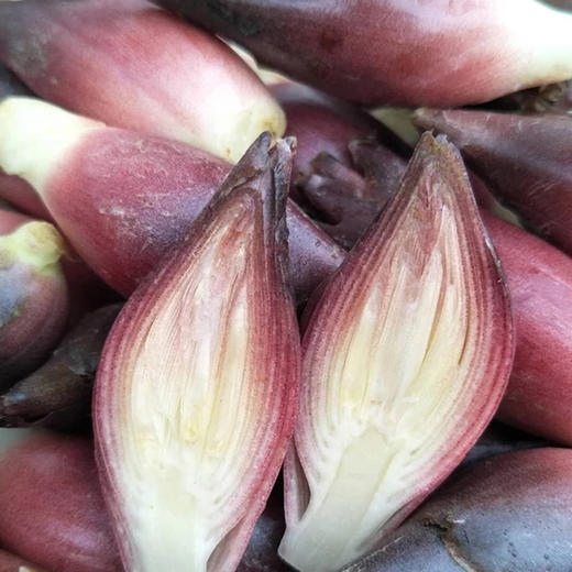 五峰元藿 阳荷 野生新鲜洋荷姜2kg