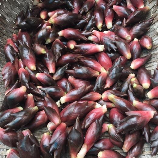 五峰元藿 阳荷 野生新鲜洋荷姜2kg