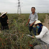 合作生产 | 生态枸杞 *Coproduction| Eco-Medlar 商品缩略图2