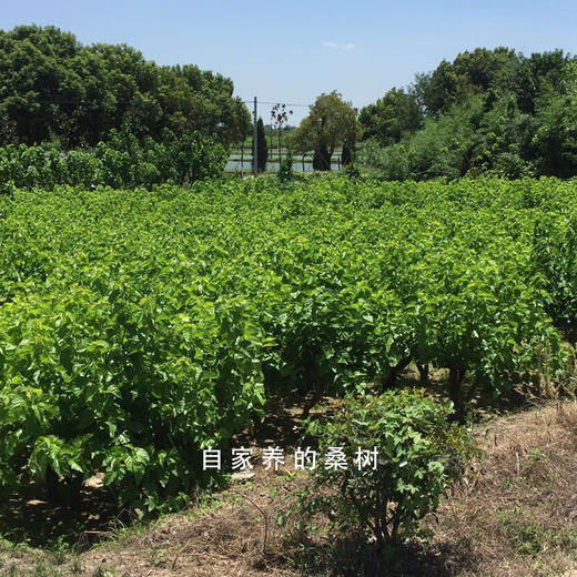 团购一场好梦，纯手工蚕丝被，下单后制作，无现货，付款后3-4天内发，NO退NO换 商品图8